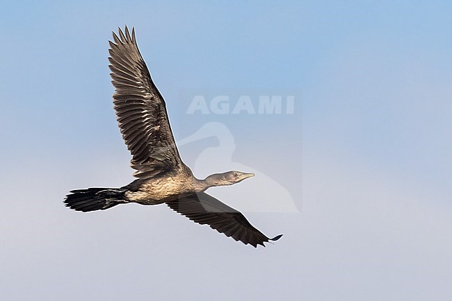 Long-tailed Cormorant (Microcarbo africanus) in flight in Tanzania. stock-image by Agami/Dubi Shapiro,