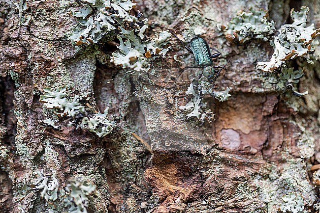 Callidium aeneum - Grüner Scheibenbock, Germany (Baden-Württemberg), imago stock-image by Agami/Ralph Martin,