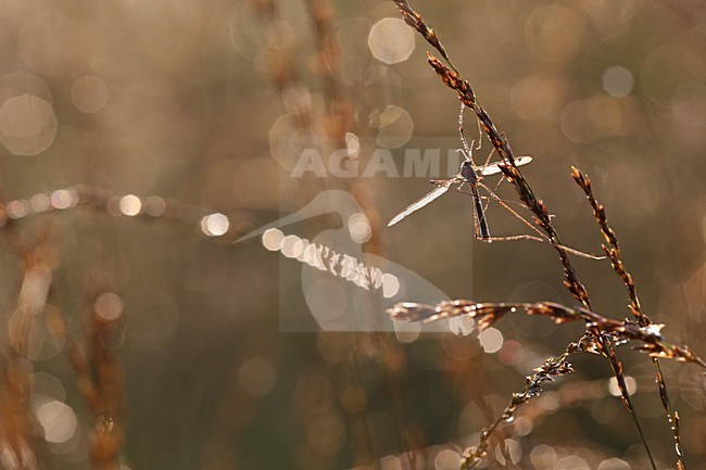 Langpootmug, Crane Fly stock-image by Agami/Theo Douma,