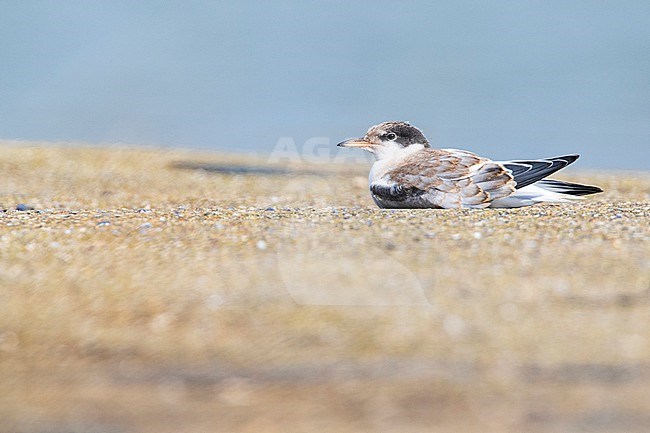 Juvenile Common Tern stock-image by Agami/Wil Leurs,