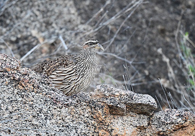 Hartlaub's spurfowl or Hartlaub's francolin (Pternistis hartlaubi)  in Namibia. stock-image by Agami/Laurens Steijn,