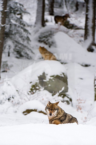 Three gray wolves, Canis lupus, in Bavarian Forest National Park. Germany. stock-image by Agami/Sergio Pitamitz,