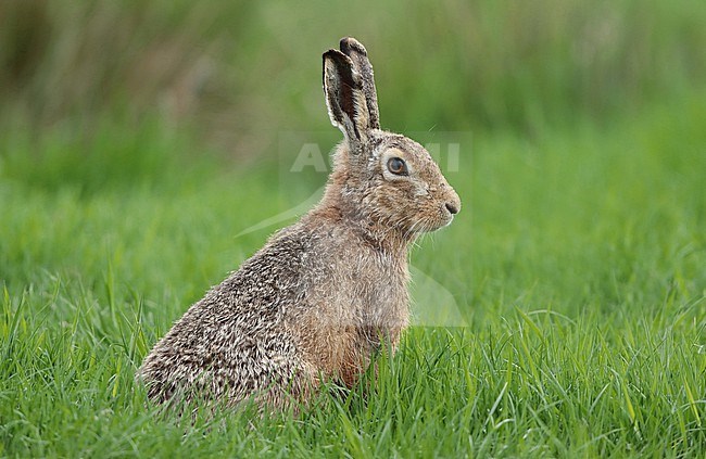 European Hare (Lepus europaeus), adult, seen from the side, sitting in the grass stock-image by Agami/Fred Visscher,