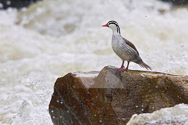 Torrent Duck (Merganetta armata) perched on a rock alongside a rushing stream in the highlands of central Ecuador. stock-image by Agami/Glenn Bartley,