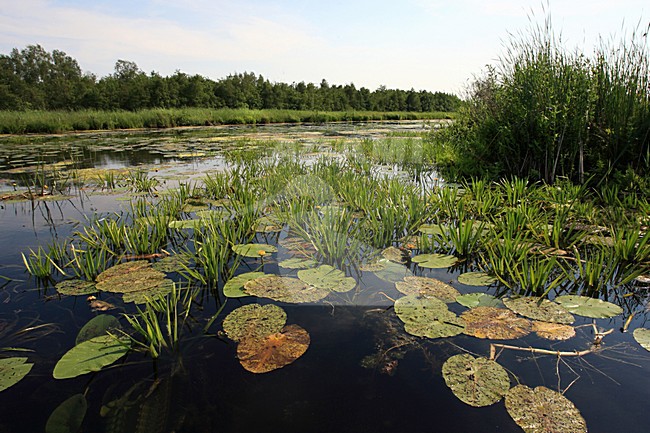 Nationaal Park de Weerribben stock-image by Agami/Jacques van der Neut,