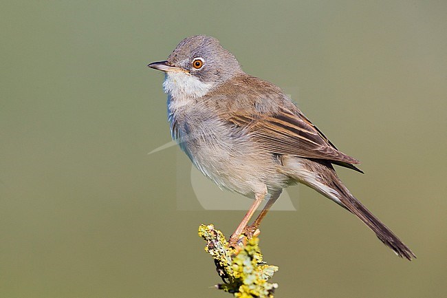 Common Whitethroat (Sylvia communis), side view of an adult male perched on a branch stock-image by Agami/Saverio Gatto,