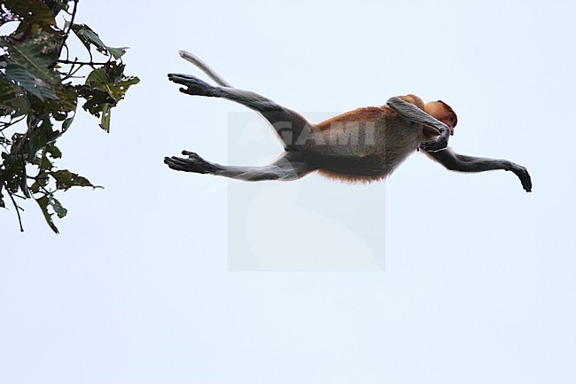 Proboscis Monkey or Bekantan (Nasalis larvatus) jumping from one site of river to the other side of the Kinabatangan rive in Sabah, Borneo, Malaysia. stock-image by Agami/James Eaton,