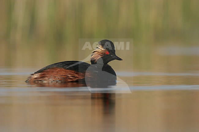 Black-necked Grebe adult summerplumage swimming; Geoorde Fuut volwassen zomerkleed zwemmend stock-image by Agami/Menno van Duijn,