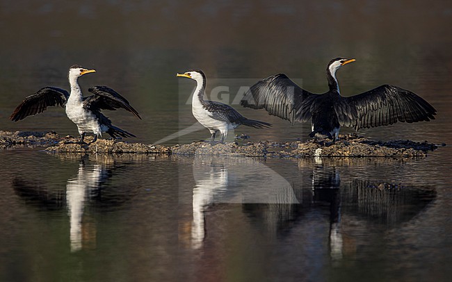 Little Pied Cormorants ssp melanoleucos (Microcarbo melanoleucos melanoleucos) drying their wings. stock-image by Agami/Lennart Verheuvel,