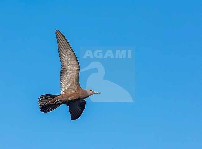 Common Brown Noddy, Anous (stolidus) stolidus, in the central Atlantic ocean, south of the equator. stock-image by Agami/Marc Guyt,