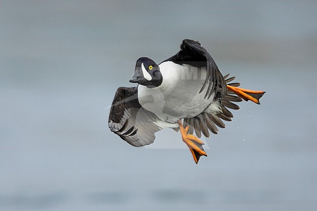 Barrow's Goldeneye (Bucephala islandica), front view of an adult male in flight, Northeastern Region, Iceland stock-image by Agami/Saverio Gatto,
