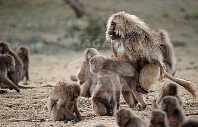 Parende Gelada in het Simein gebergte; Mating Gelada in Semien Mountains stock-image by Agami/Marten van Dijl,