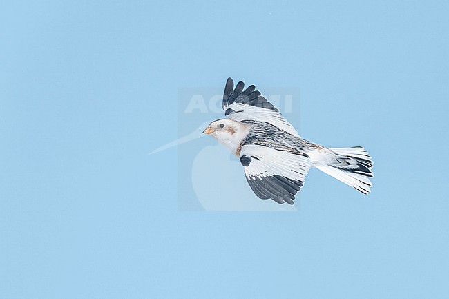 Snow Bunting (Plectrophenax nivalis) flying agains blue sky in its wintering habitat in Canada. stock-image by Agami/Marcel Burkhardt,