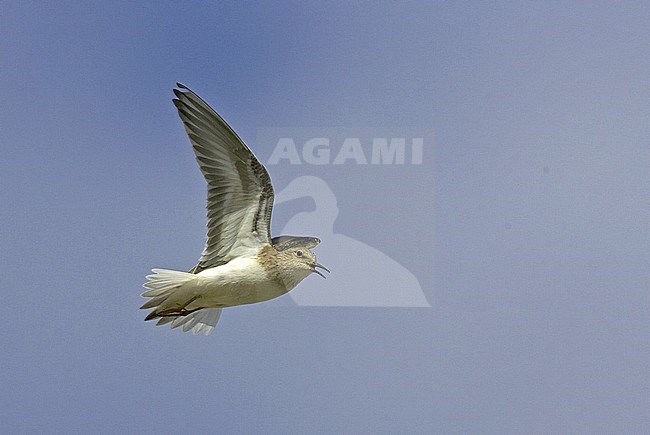 Temminck's Stint, Calidris temminckii stock-image by Agami/Jari Peltomäki,