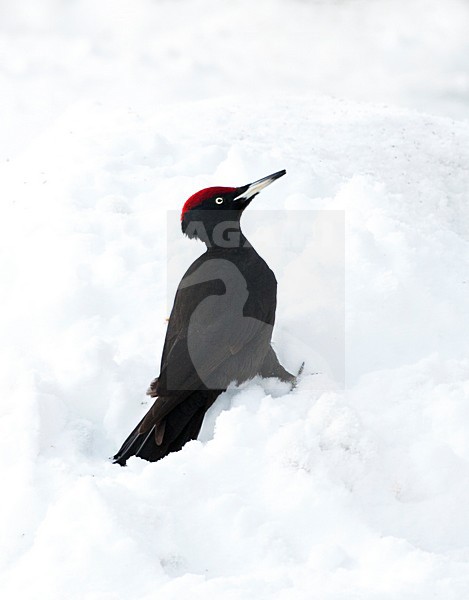 Zwarte Specht zittend op de grond in een besneeuwd taiga bos; Black Woodpecker perched on the ground in a snow covered taiga forest stock-image by Agami/Marc Guyt,