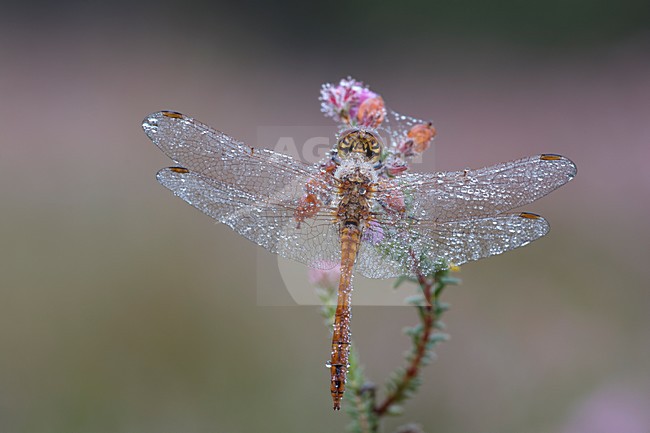 Libel met dauw, Dragonfly with dew stock-image by Agami/Reint Jakob Schut,