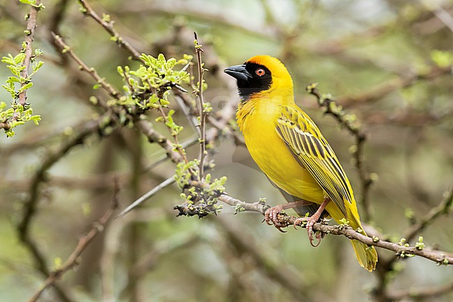 Southern Masked Weaver (Ploceus velatus), adult male perched on a branch, Mpumalanga, South Africa stock-image by Agami/Saverio Gatto,