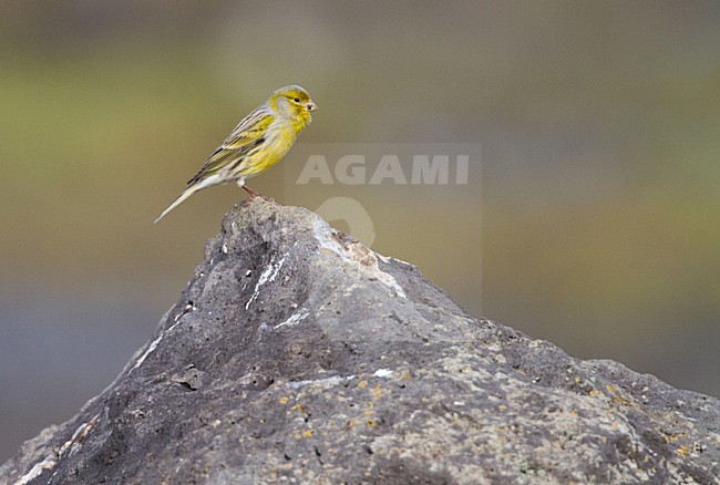 Atlantic Canary, Kanarie stock-image by Agami/Menno van Duijn,