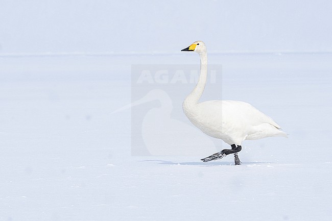 Whooper Swan (Cygnus cygnus) in winter surronding. stock-image by Agami/Marcel Burkhardt,