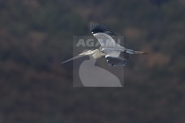 Grey Heron adult flying; Blauwe Reiger volwassen vliegend stock-image by Agami/Daniele Occhiato,