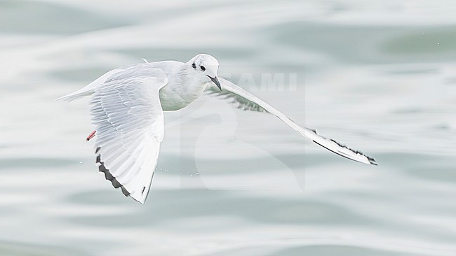 Bonaparte's gull (Chroicocephalus philadelphia) stock-image by Agami/Lennart Verheuvel,