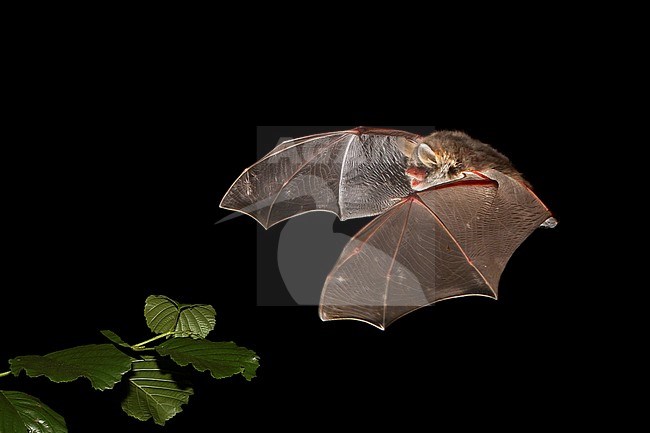 Natterer's Bat (Myotis nattereri) in flight in the night in France. stock-image by Agami/Theo Douma,