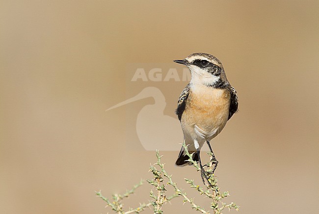 Pied Wheatear - Nonnensteinschmätzer - Oenanthe pleschanka var. 'vittata', Oman, adult male stock-image by Agami/Ralph Martin,