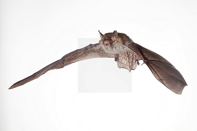 Franjestaart vliegend, Natterer's bat flying stock-image by Agami/Theo Douma,