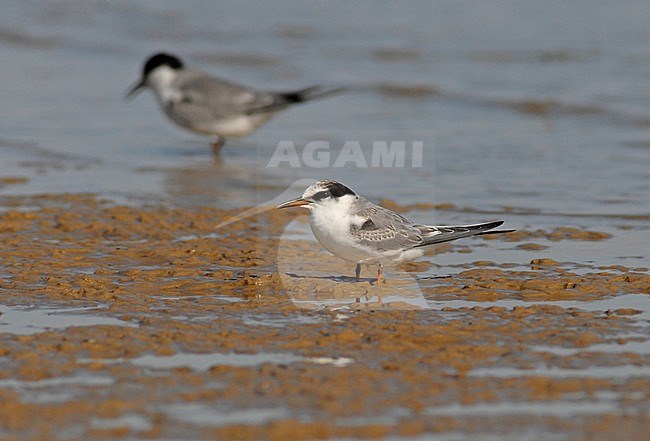 Little Tern (Sternula albifrons), first-winter bird standing at the shore of Chardara lake in South Kazakhstan province, Kazakhstan. stock-image by Agami/Rene Pop ,