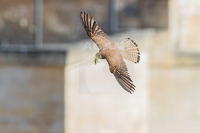 Lesser Kestrel (Falco naumanni), adult female in flight seen from above in Matera stock-image by Agami/Saverio Gatto,