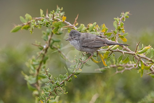 Female Cyprus Warbler ( Curruca melanothorax) perched on a branch in El Greco, Cyprus. stock-image by Agami/Vincent Legrand,