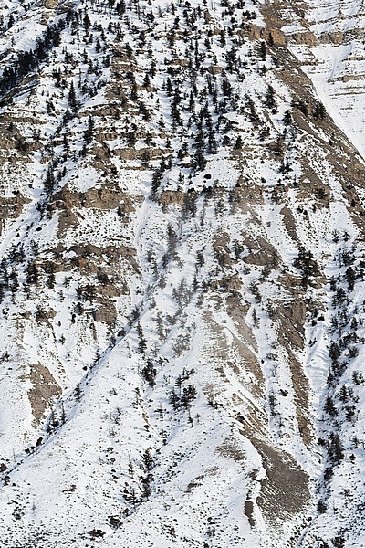Rotswand met sneeuw en bomen; Cliff covered in snow and trees stock-image by Agami/Caroline Piek,