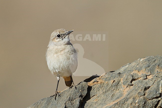 Red-tailed Wheatear (Persian Wheatear) - Rostbürzel-Steinschmätzer - Oenanthe chrysopygia stock-image by Agami/Ralph Martin,