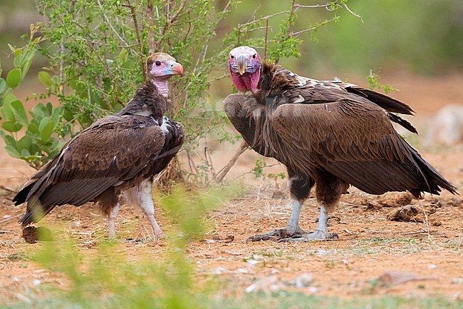 White-headed Vulture (Trigonoceps occipitalis), immature standing on the ground together with an immature Lappet-faced Vulture, Mpumalanga, South Africa stock-image by Agami/Saverio Gatto,