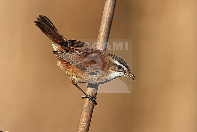 Moustached Warbler (Acrocephalus melanopogon) adult taken the 16/01/2024 at Laguna del Taray - Tolede  - Spain stock-image by Agami/Aurélien Audevard,