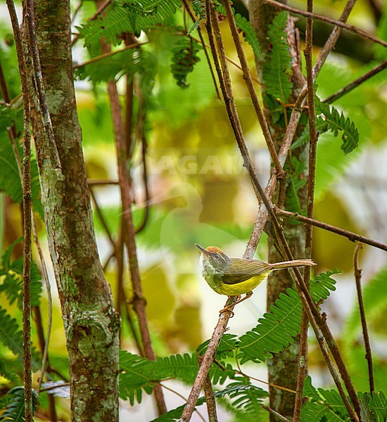 Mountain Tailorbird (Phyllergates cucullatus) perched in its habitat, Bukit Fraser, Malaysia stock-image by Agami/Tomas Grim,