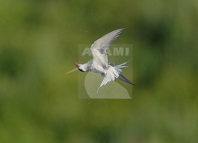 Common Tern (Sterna hirundo) flying, migrating against a green background shaking off water droplets by quickly turing its neck and body stock-image by Agami/Ran Schols,