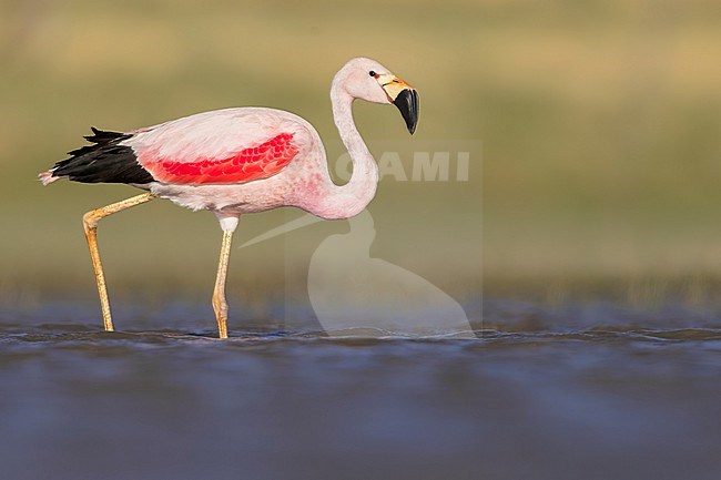 Andean Flamingo (Phoenicoparrus andinus) feeding in a lake in Argentina stock-image by Agami/Dubi Shapiro,