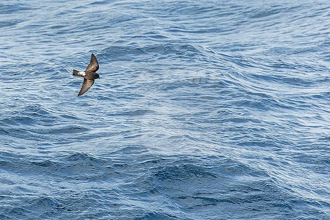 Fuegian Storm Petrel (Oceanites (oceanicus) chilensis) in southern Argentina. stock-image by Agami/Martijn Verdoes,