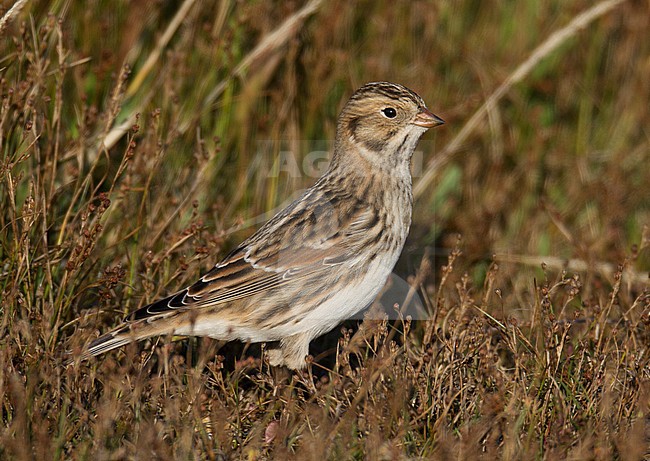 Autumn Lapland Bunting (Calcarius lapponicus) during early autumn in Salthouse, Norfolk, England. stock-image by Agami/Steve Gantlett,