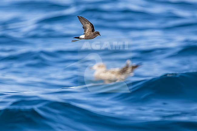  stock-image by Agami/Menno van Duijn,
