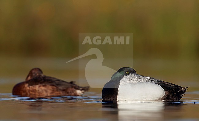  stock-image by Agami/Markus Varesvuo,