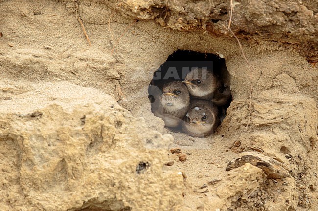 Oeverzwaluw jongen met teken; Sand martin juvenile with ticks stock-image by Agami/Walter Soestbergen,
