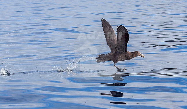 Southern Giant Petrel, Macronectes giganteus, in the south Atlantic ocean. stock-image by Agami/Marc Guyt,