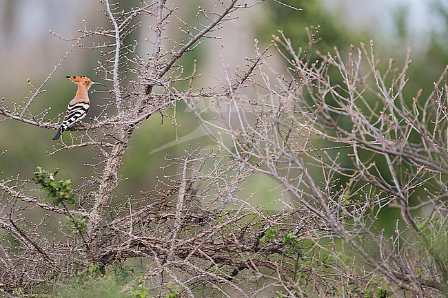 Eurasian Hoopoe (Upupa epops) adult perched in a tree stock-image by Agami/Ralph Martin,
