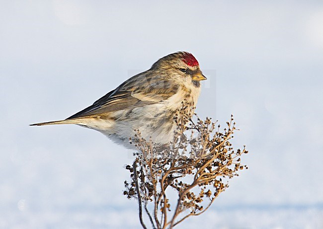Grote Barmsijs in de winter; Mealy Redpol in winter stock-image by Agami/Markus Varesvuo,