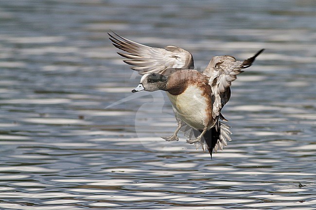 Amerikaanse Smient in vlucht, American Wigeon in flight stock-image by Agami/Glenn Bartley,