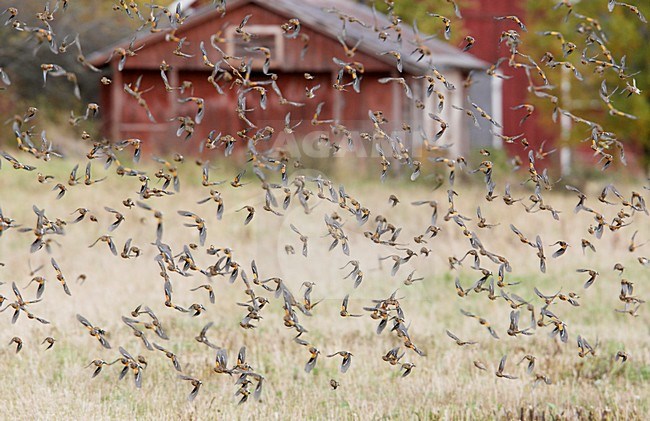 Grote groep Kepen in de vlucht; Large flock of Bramblings in flight stock-image by Agami/Markus Varesvuo,