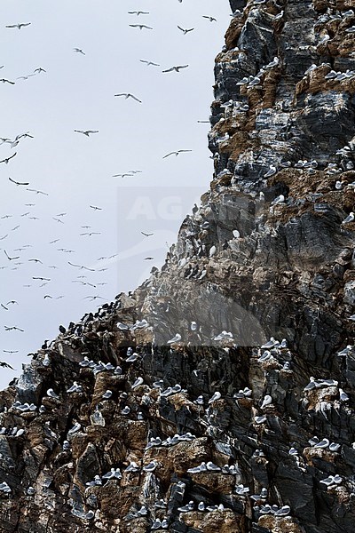 Black-legged Kittiwake, Drieteenmeeuw, Rissa tridactyla, Norway, adult stock-image by Agami/Ralph Martin,