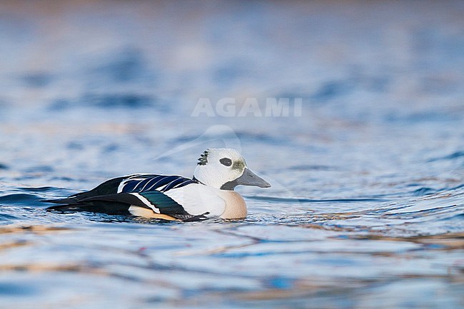 Steller's Eider (Polysticta stelleri) in north Norway. stock-image by Agami/Ralph Martin,